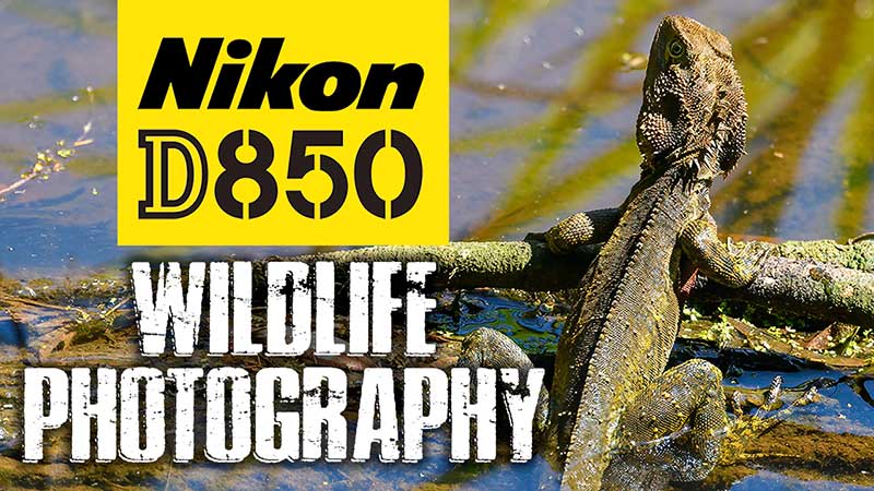 Nikon D850 Wildlife Photography