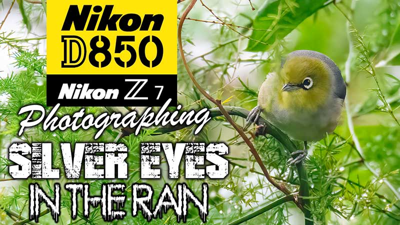 Nikon D850 Silver Eye Photography