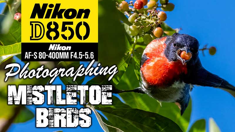Nikon D850 Bird Photography